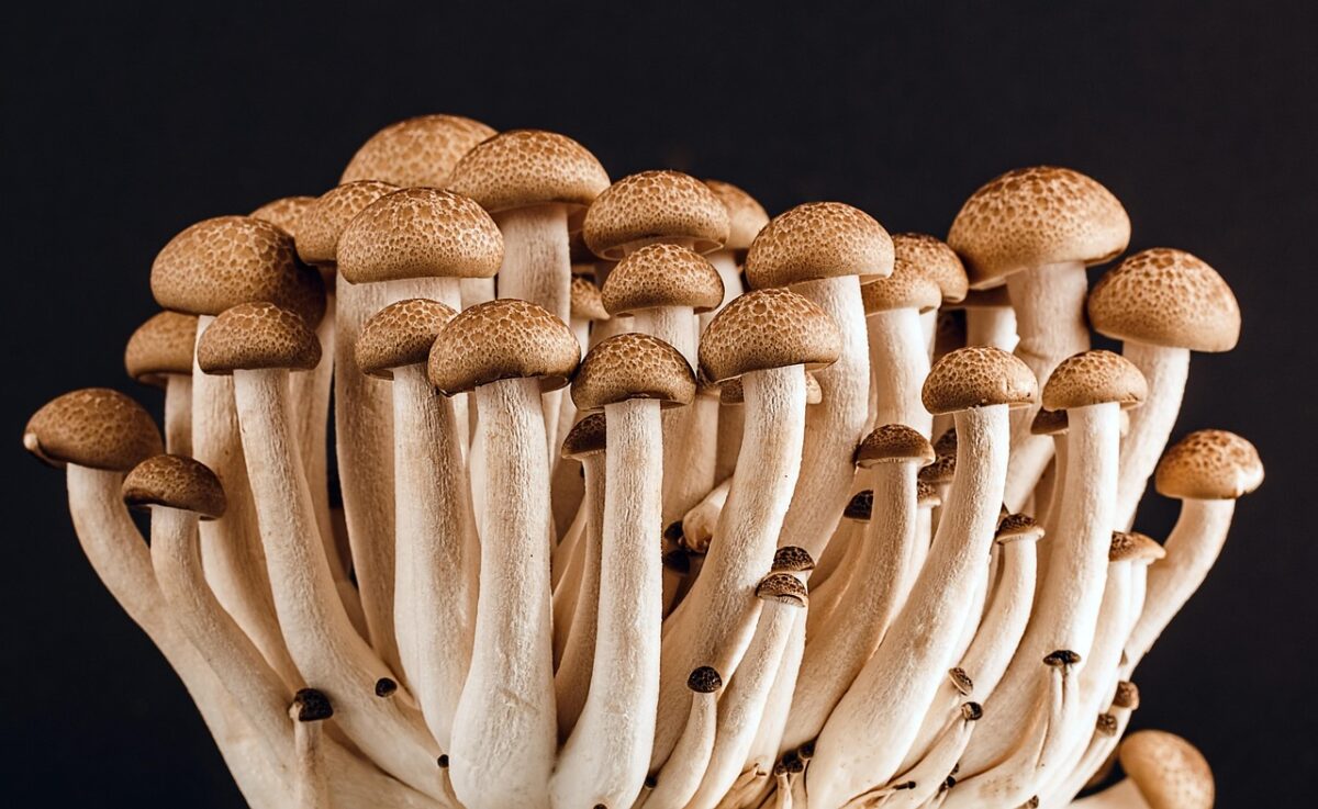 Funghi Enoki