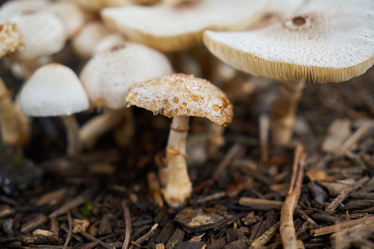 Funghi (Crimini Italiani)