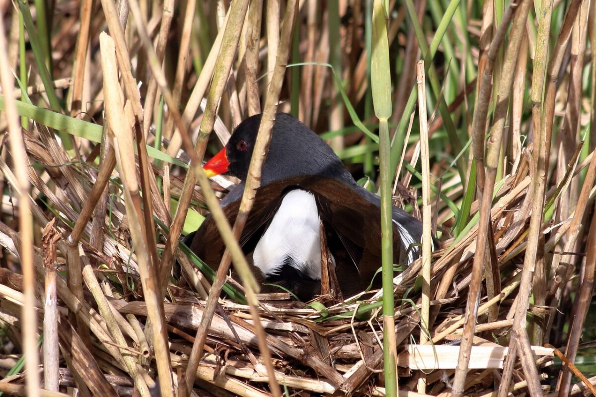 Gallinella